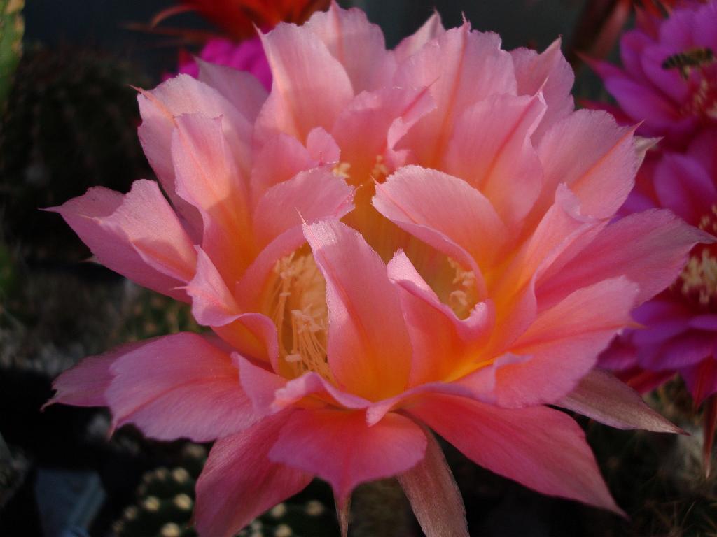 Eigene Echinopsis/Neu 4.jpg